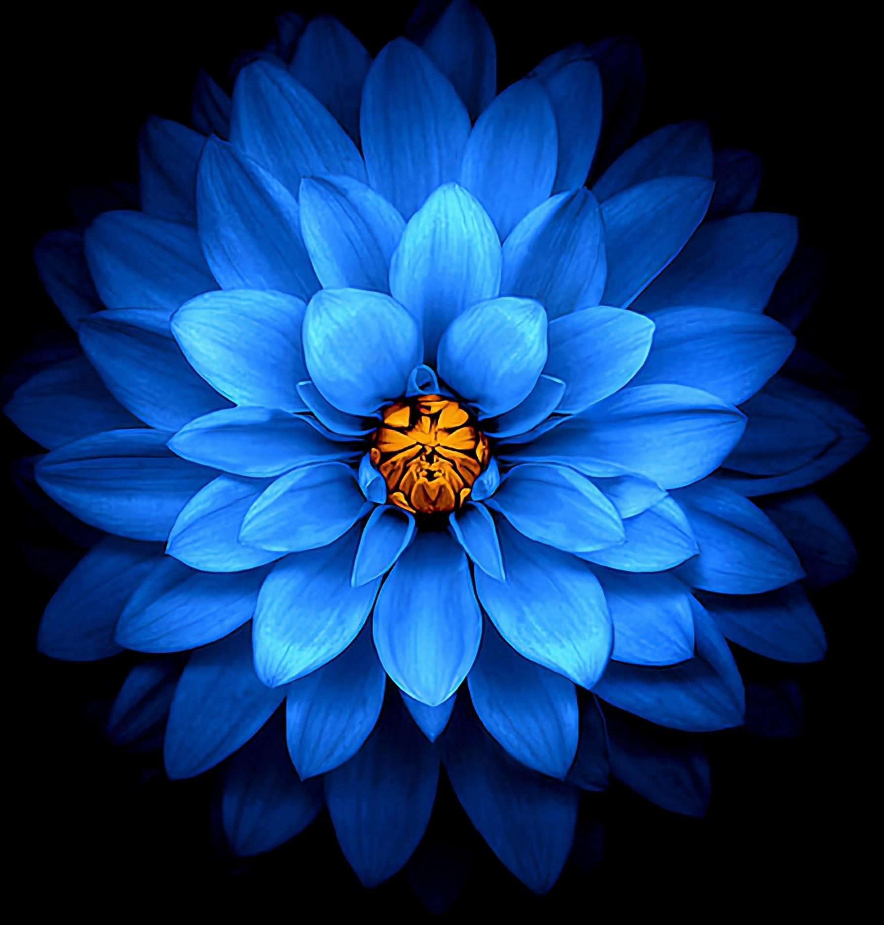 Masajul Blue Lotus