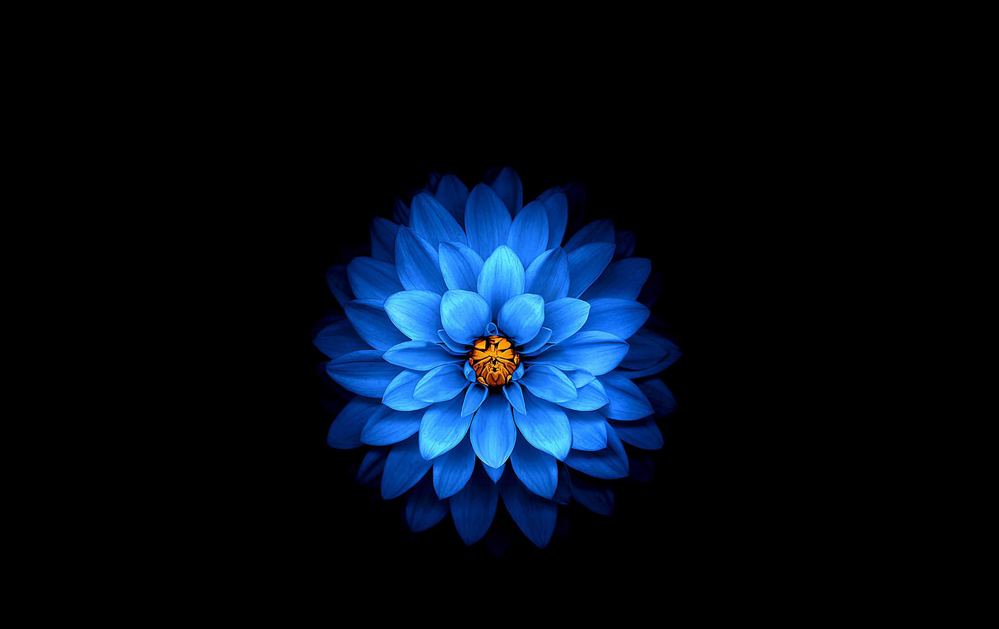 Blue lotus main
